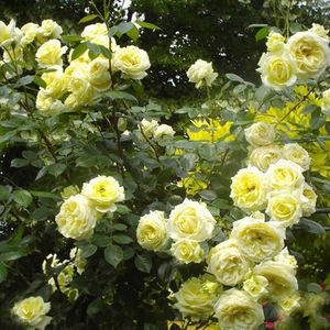 Кремово-белая с желтым оттенком  - Лазающая плетистая роза (клаймбер) 